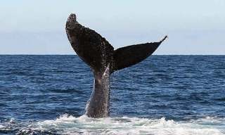 Visita guiada para ver a las ballenas